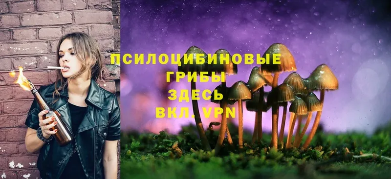 Псилоцибиновые грибы Psilocybine cubensis  Переславль-Залесский 